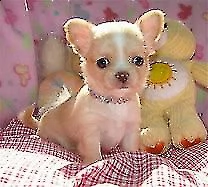 disponibili per l'acquisto di cucciolo di pincher mixer chihuahua