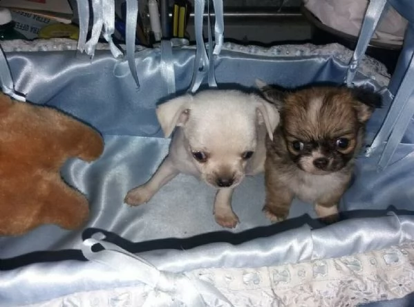 cediamo di felicissimi cuccioli di mix chiwawa pincher,