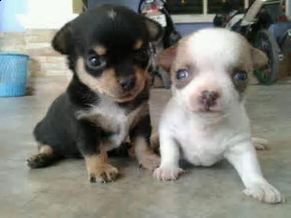 bellissimi pincher chihuahua toy di due mesi e mezzo