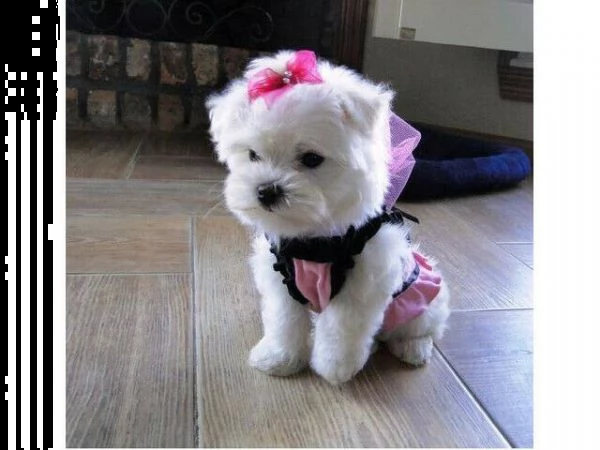 bellissimo cucciolo di maltese affettuoso