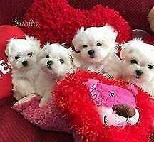 disponibili cucciolo di maltese mini toy perfettissimo