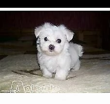 tenero cucciolo di maltese mini mini toy buonissimo velocissimo e