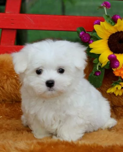cucciolo di maltese mini toy dolcissimo inteligentissimo e afetuosissimo
