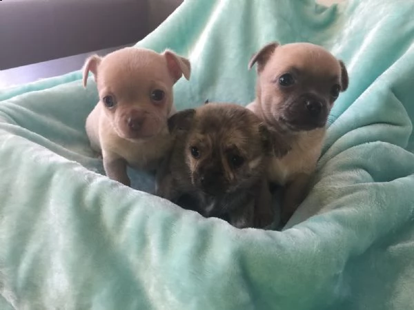  regalo cuccioli dolce e bella chihuahua toy