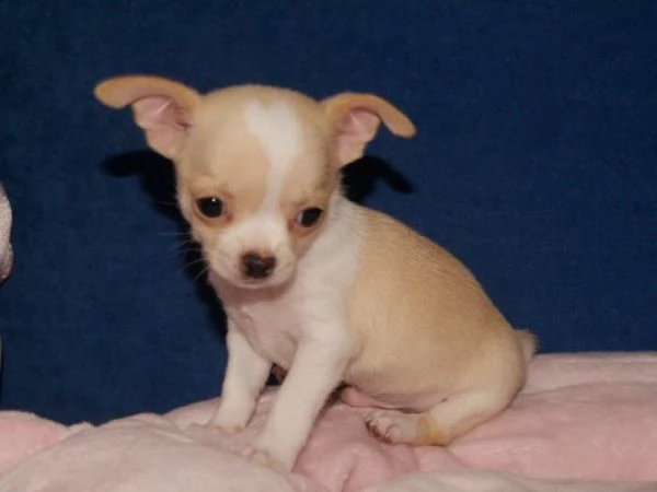 regalo cuccioli di chihuahua mini toy
