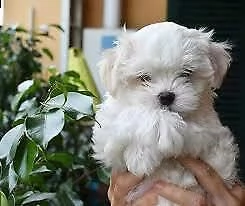 bellissimo cucciolo di maltese toy
