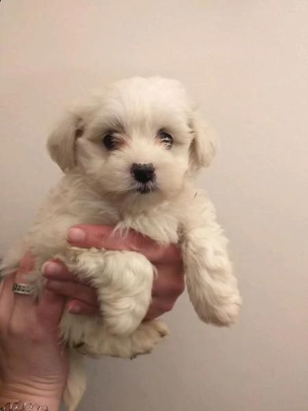 disponibile  cucciolo maltese toy,