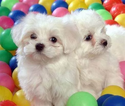 cucciolini di maltese toy, di 90 giorni,