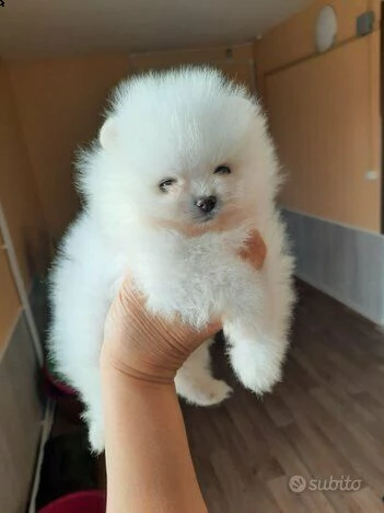 cuccioli di pomeranian toy ,