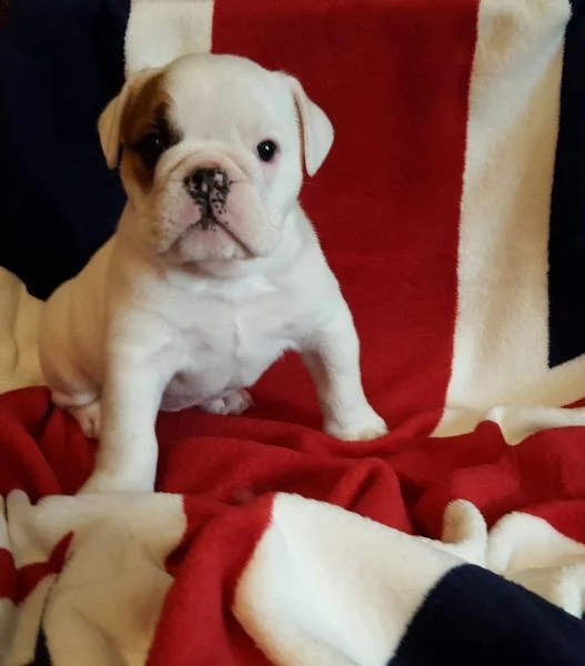  regalo bulldog inglese cuccioli con pedigree