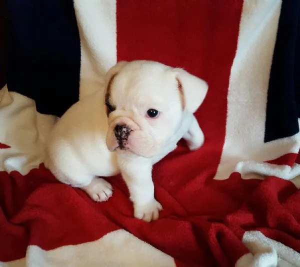  cuccioli inglese bulldog disponibili per adozione