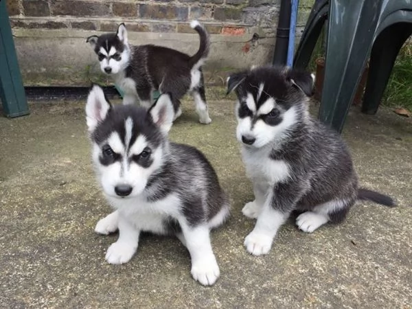  regalo siberian husky con pedigree