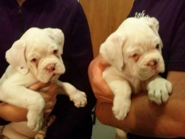  regalo estremamente carino cuccioli di boxer per l'adozione