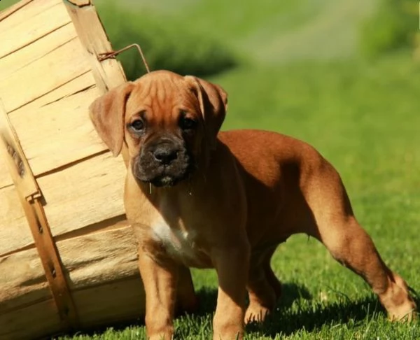  regalo cuccioli di boxer