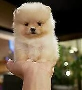 bellissimo cucciolo di volpino di pomerania interessanti 