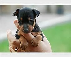 cucciolo di pincher toy interessanti e molto tranquillissimi