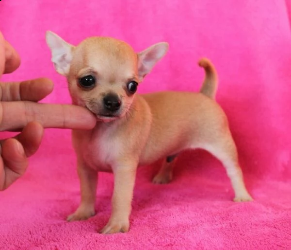 cuccioli di chiwawa mini toy 