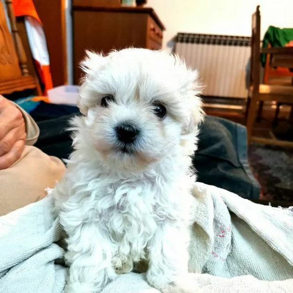 disponiamo cuccioli dolcissimi e belli di maltese toy a