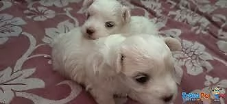 bellissimo cucciolo di maltese,amorevoli e originalissimi di 70 giorni