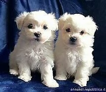 cucciolo di maltese mini toy dolcissimo inteligentissimo