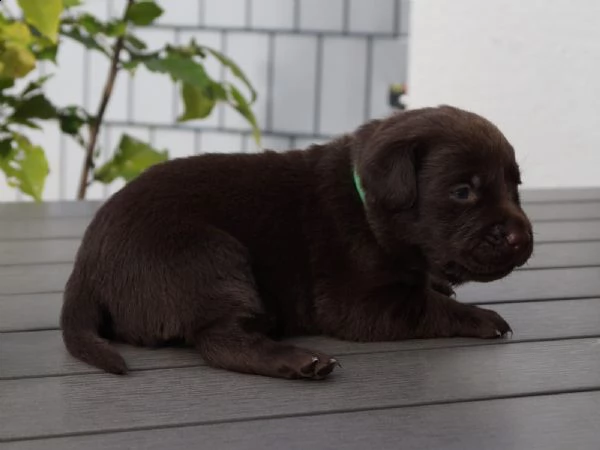 regalo bellissimi cuccioli di labrador
