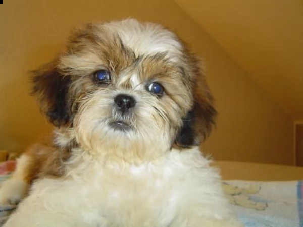  regalo cuccioli di shitzu