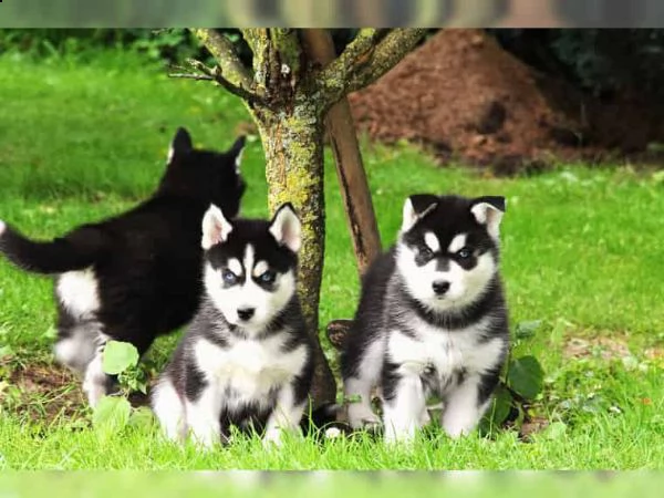 regalo cuccioli siberian husky  maschio e femmina