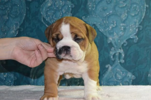  regalo bulldog inglese cuccioli con pedigree