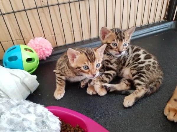 2 cute gattini bengala disponibili per l'adozione gratuita.