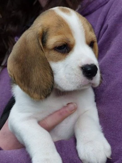  regalo beagle cuccioli meravigliosi !