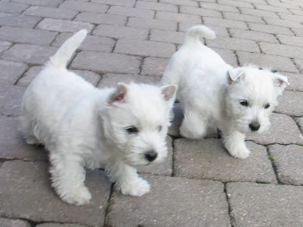 regalo adorabili cuccioli  west highland terrier bianco  femminucce e maschietti