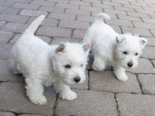 regalo adorabili cuccioli  west highland terrier bianco femminucce e coarctation disponibili