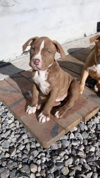 regalo bellissimi maschi e femmine pitbull cuccioli