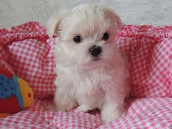  regalo adorabili cuccioli  maltese