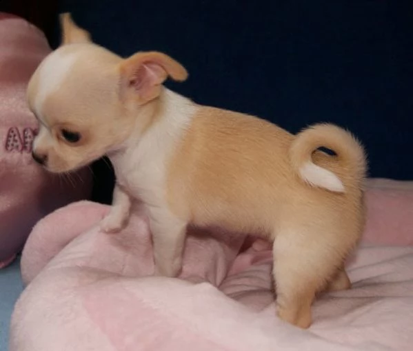  regalo cuccioli dolce e bella chihuahua toy