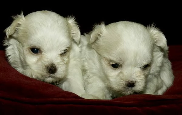 originali ciclo di maltese di 70 giorni