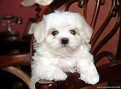 cucciolo di maltese mini toy bellissimo tranquillissimo