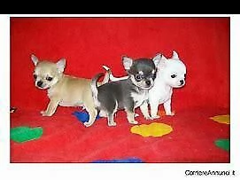 cucciolo di pincher chiwawa mini toy inteligentissimo originalissimo