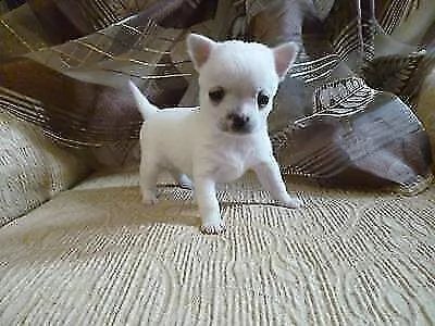 bellissimo cucciolo di chihuahua,amorevoli e originalissimi 
