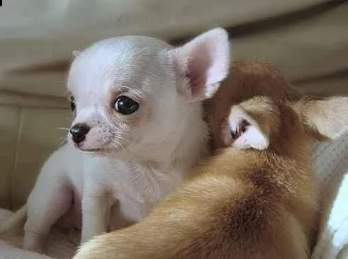 bellissimo cucciolo di chihuahua toy 