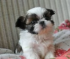 cucciolo di shitzu mini toy tranquillissimo amorevolissimo