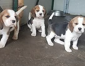 disponiamo cucciolo di beagle intrigantissimo perfettissimo 