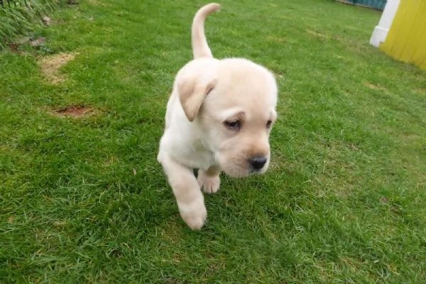  regalo bellissimi cuccioli di labrador