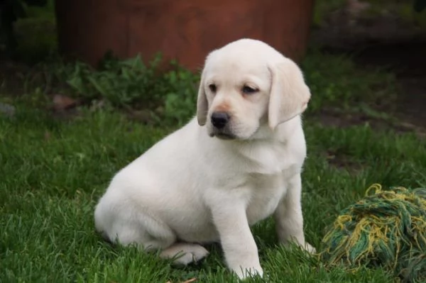  regalo cuccioli labrador