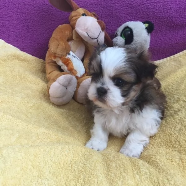  regalo cuccioli di shitzu