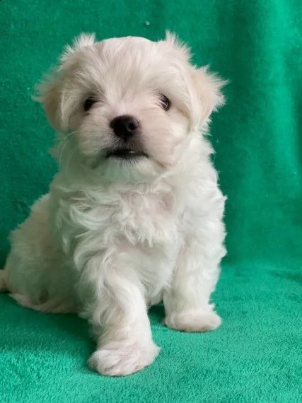 cuccioli di 70gg maltese terrier | Foto 0