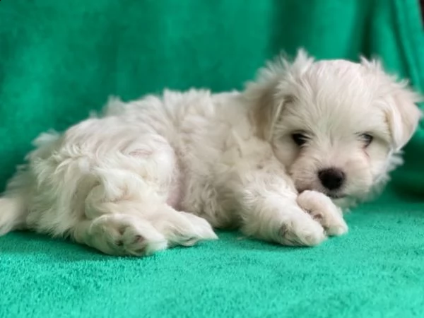 cuccioli di 70gg maltese terrier