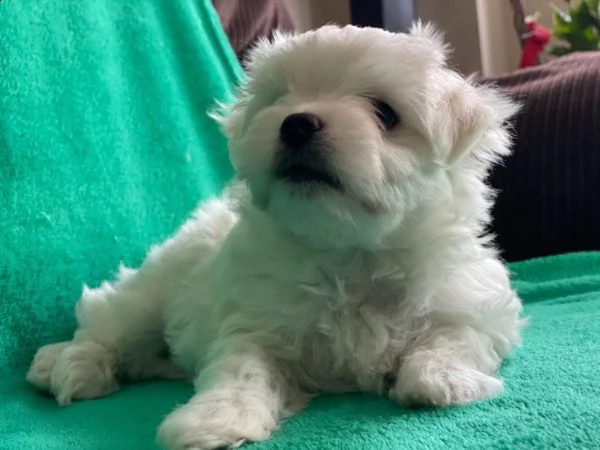 cuccioli di piccolo maltese