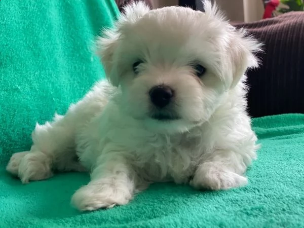 cuccioli di piccolo maltese | Foto 0