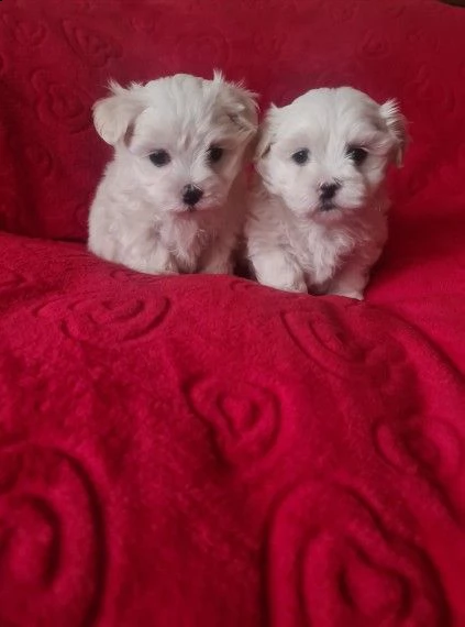 stupendi intelligenti maltese di pura razza